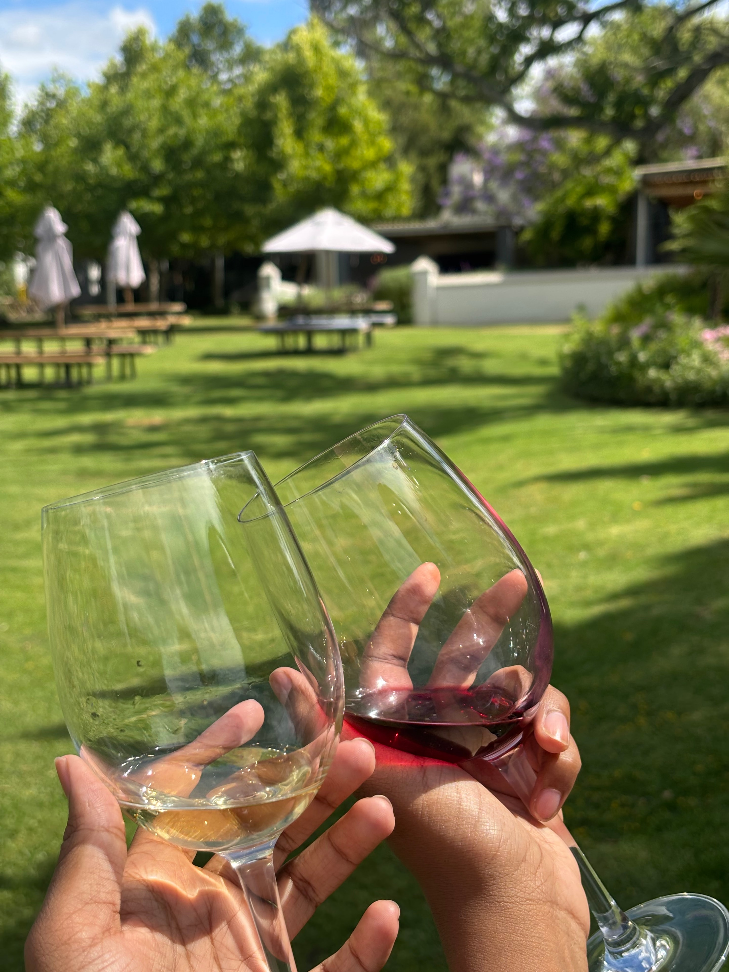 Vineyard landscape in the Cape Winelands