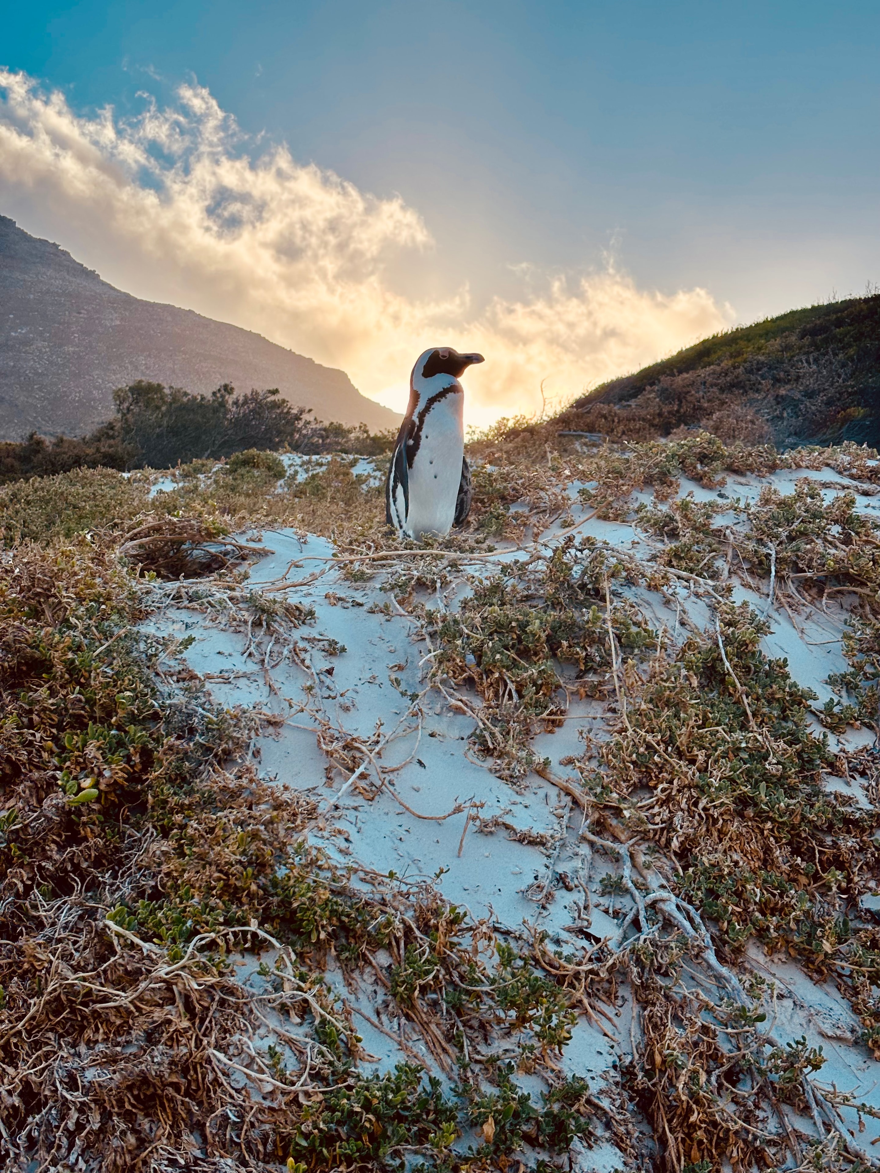 Cape Point coastline and mountain peaks
